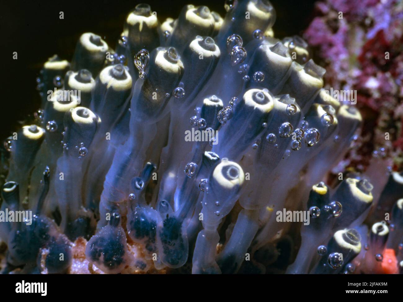 Clavelina robusta. Aquarium photo. Stock Photo