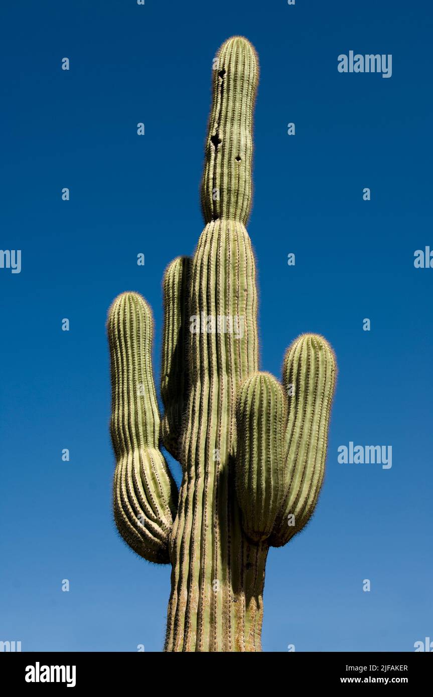 Saguaro cactus (Carnegiea gigantea) from Arizona, USA Stock Photo - Alamy