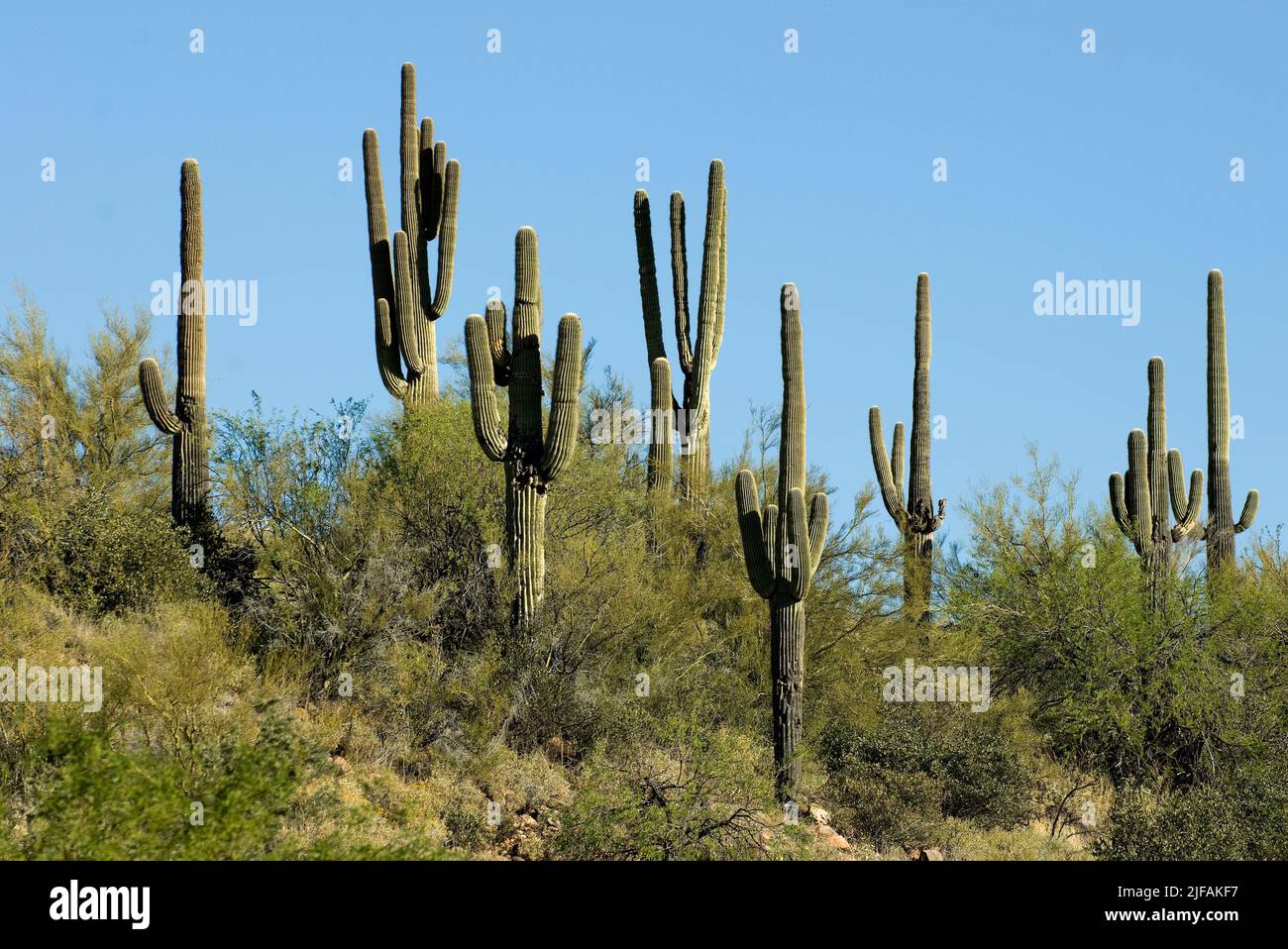 Saguaro cacti (Carnegiea gigantea) from Sonora Desert, Arizona, USA ...