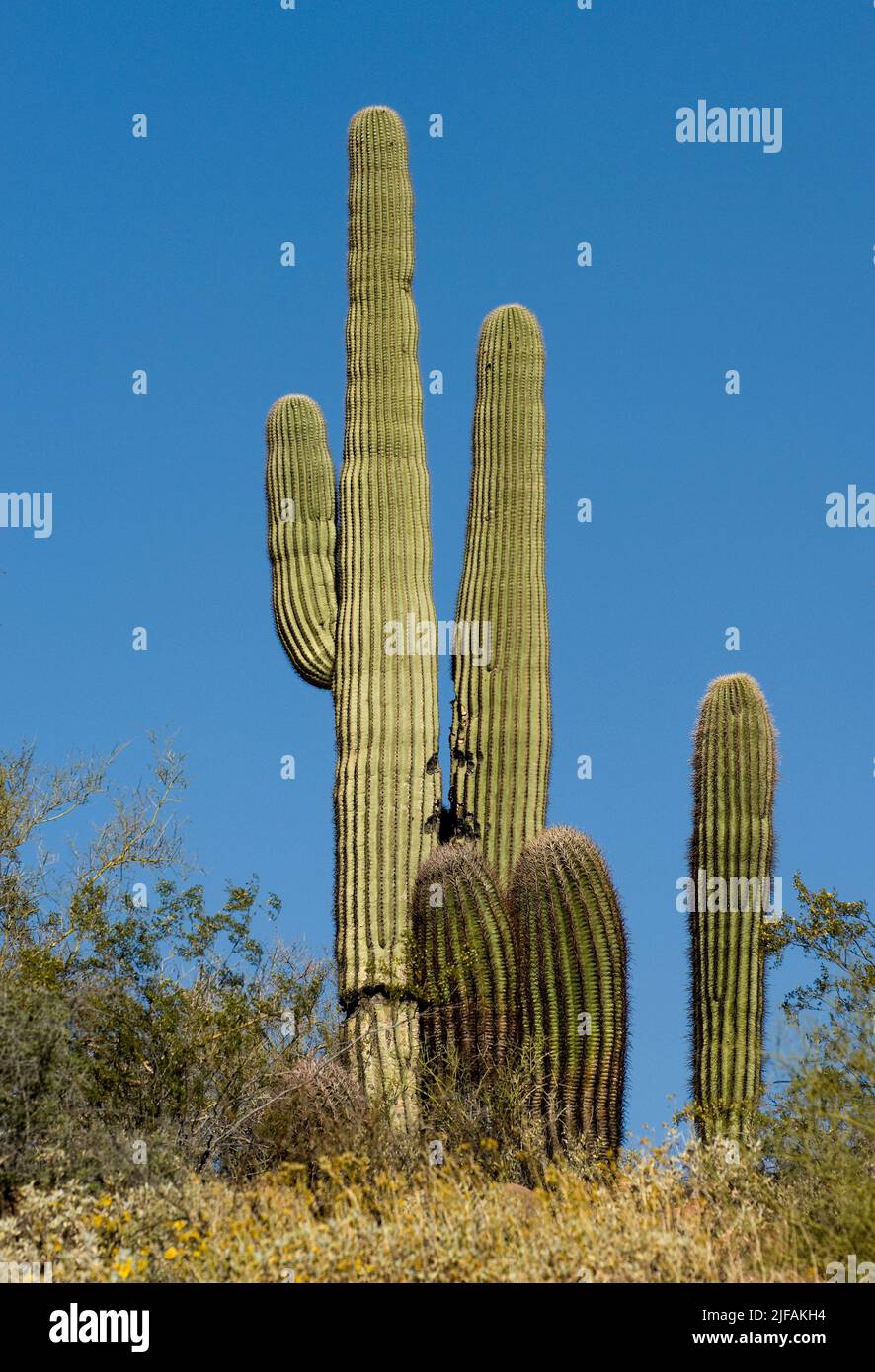 Saguaro cacti (Carnegiea gigantea) from Sonora Desert, Arizona, USA ...