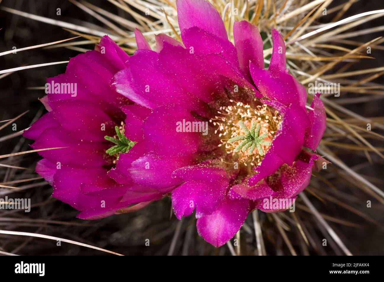 Flowering Robust Hedgehog, Echinocereus fasciculatus, from Arizona, USA. Stock Photo