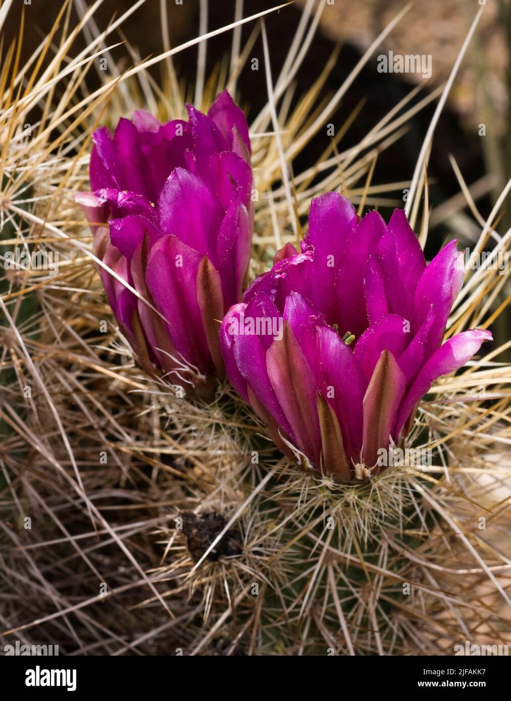 Flowering Robost Hedgehog, Echinocereus Fasciculatus, From Arizona, USA ...