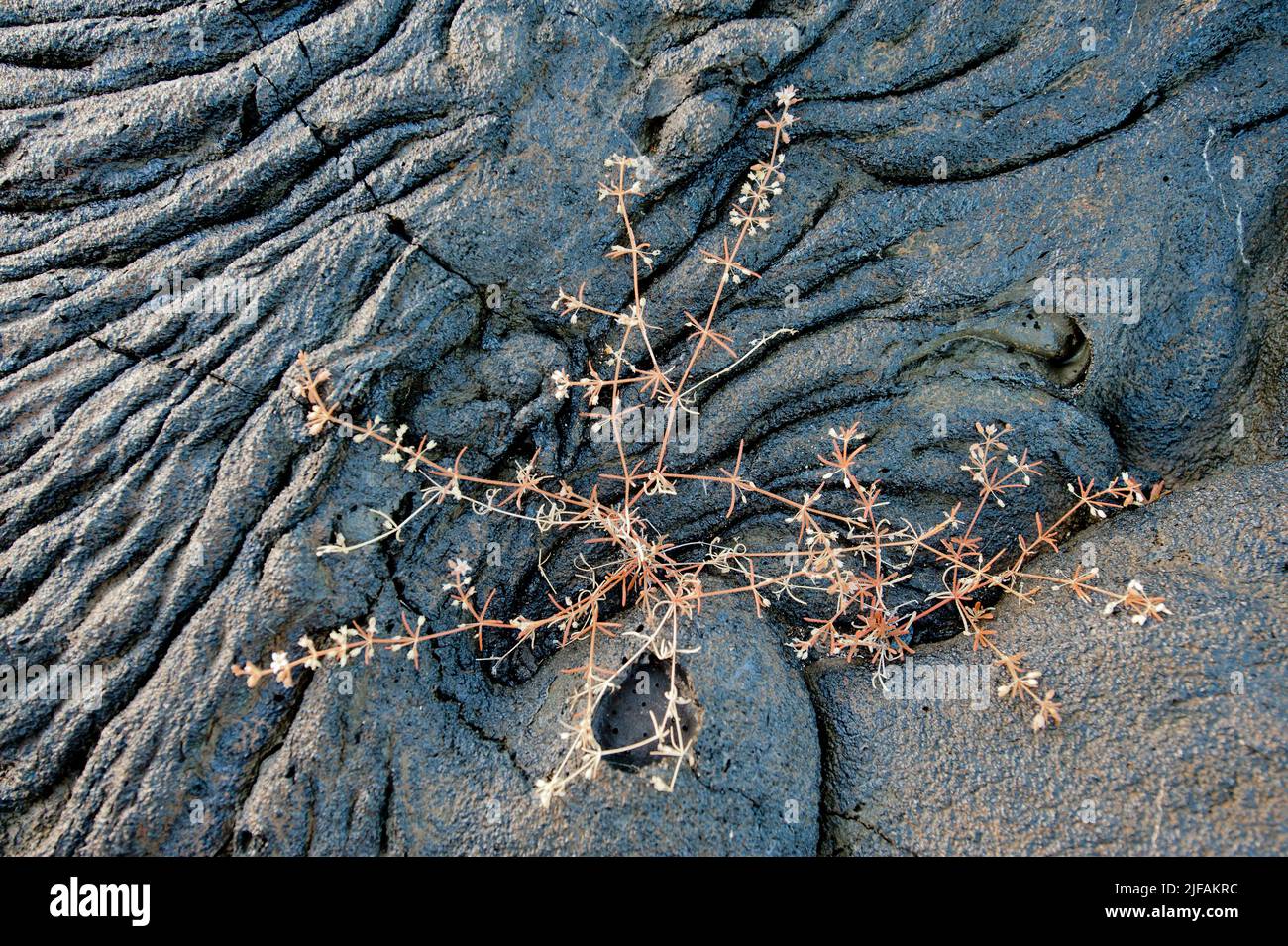 Mollugo flavescens, an endemic plant to the Galapagos, here growing in lava at Sullivan Bay, Santiago. Stock Photo