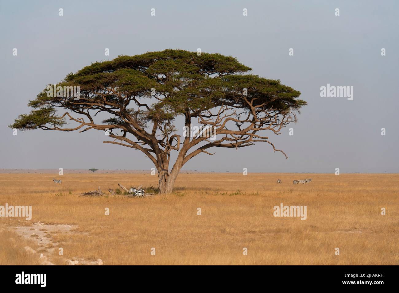 Acasia sp. from Amboseli National Park, Kenya. Stock Photo
