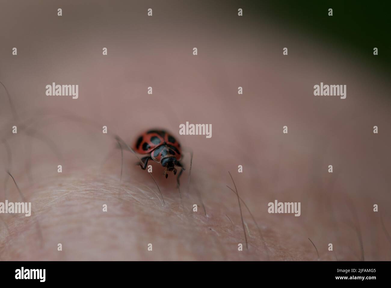 Ladybug beetle crawling up a leg Stock Photo