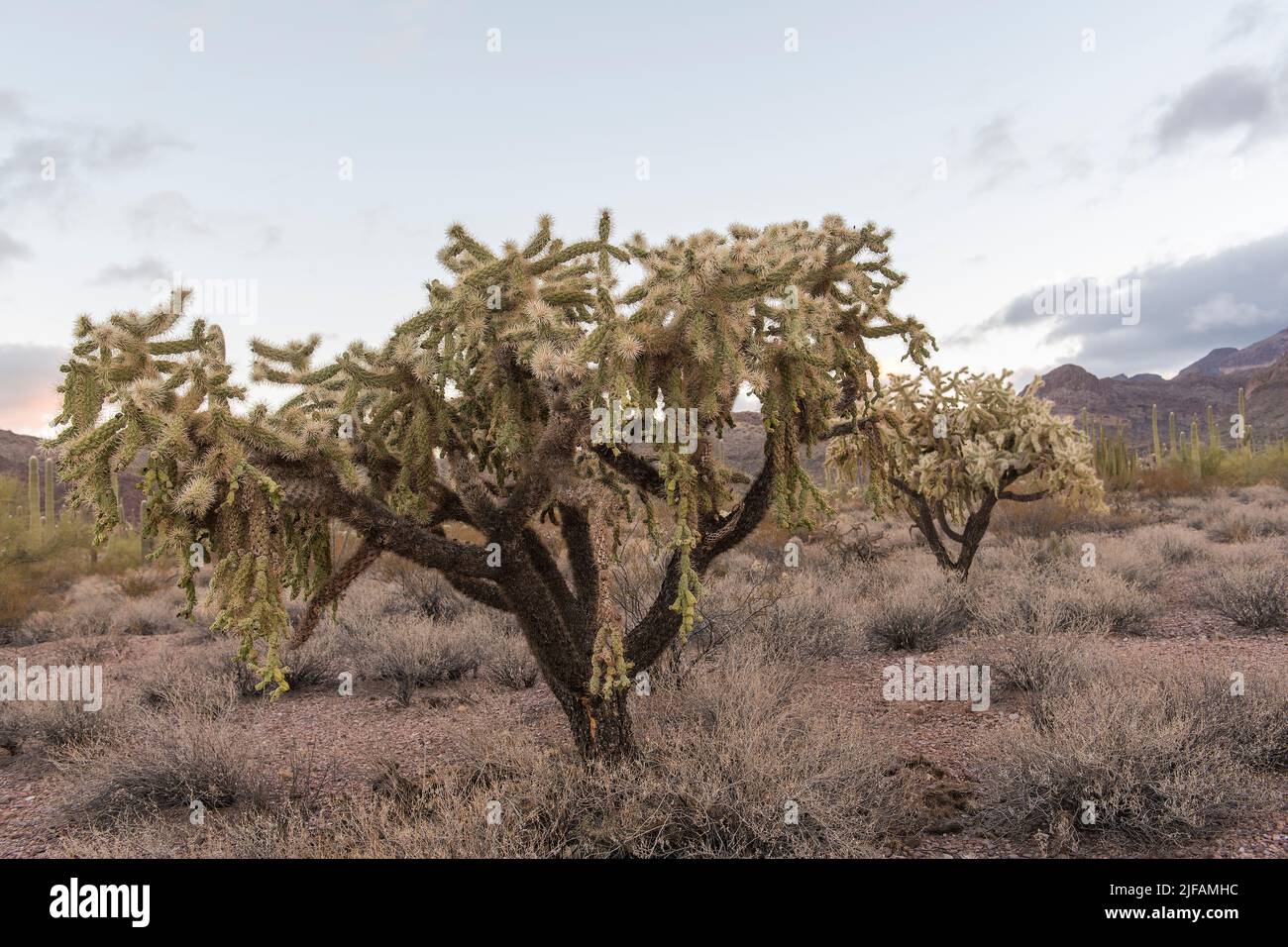 Hanging chain cholla (Cylindropuntia fulgida) from Organ Pipe Cactus National Monument, southern Arizona. Stock Photo