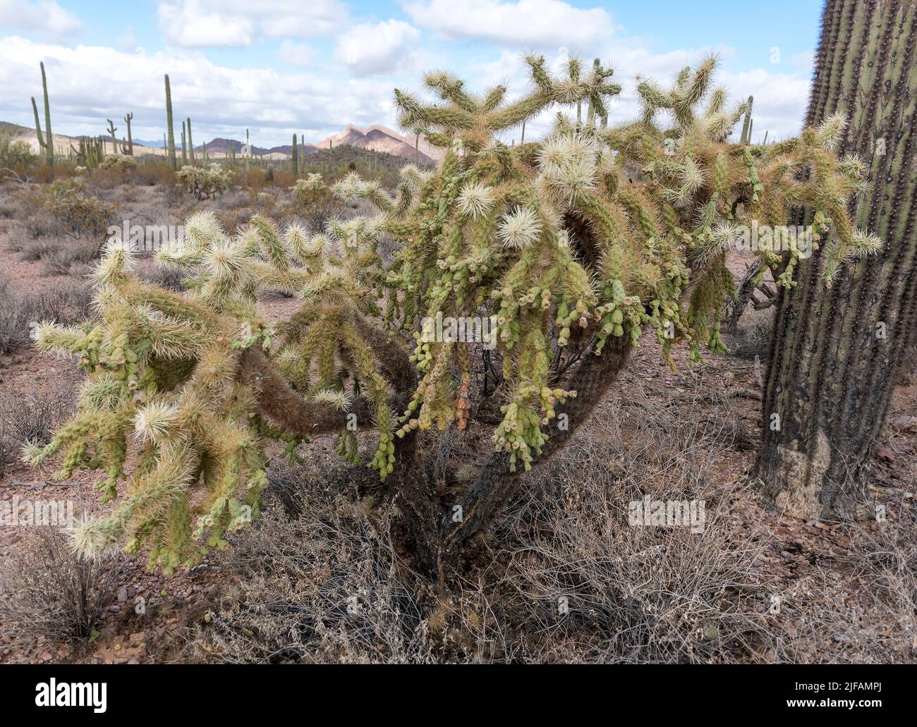 Hanging chain cholla (Cylindropuntia fulgida) from Organ Pipe Cactus National Monument, southern Arizona. Stock Photo