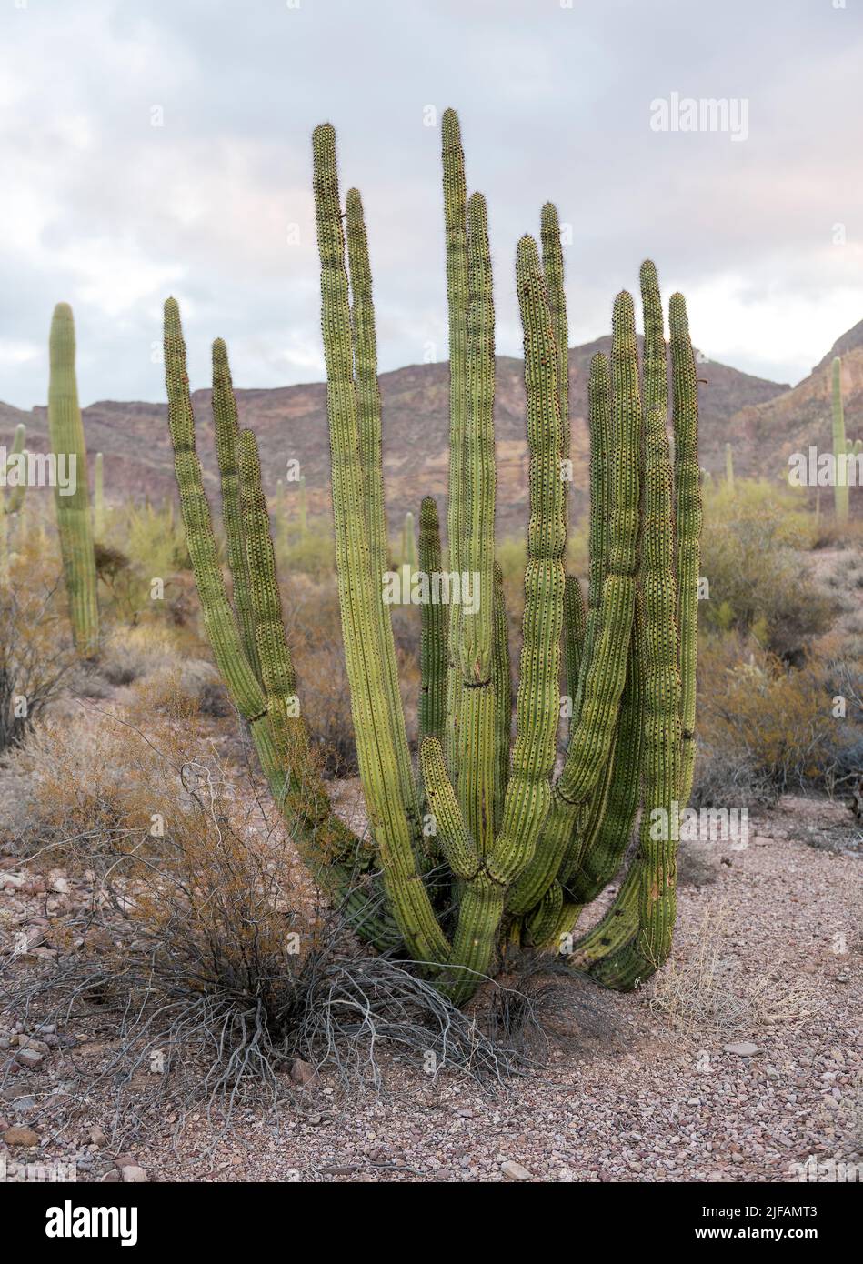 Organ Pipe cactus (Stenocereu thurberi) from organ Pipe cactus National Monument, southern Arizona. Stock Photo