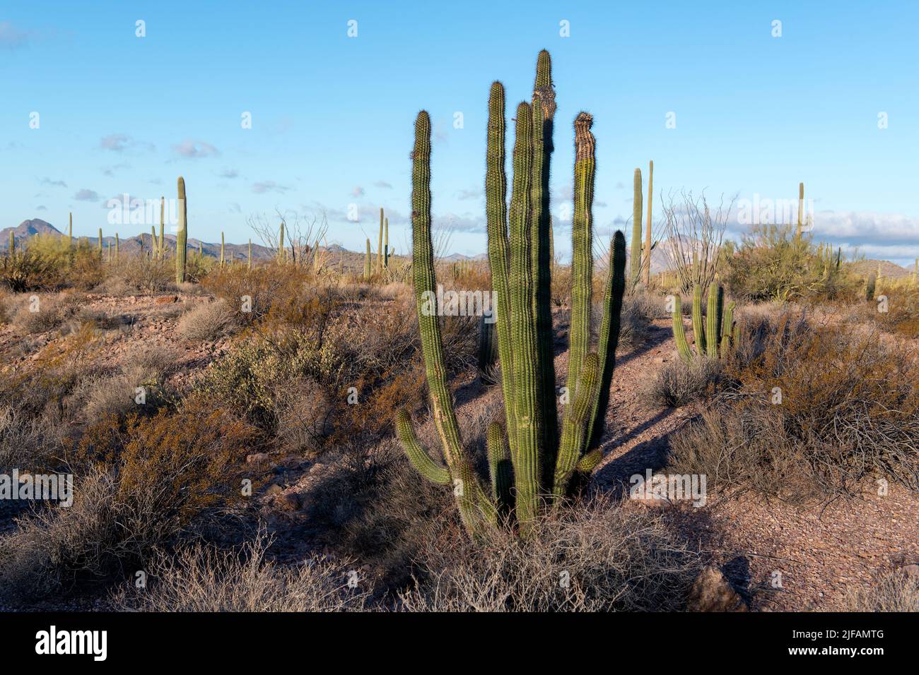 Organ Pipe cactus (Stenocereu thurberi) from organ Pipe cactus National Monument, southern Arizona. Stock Photo