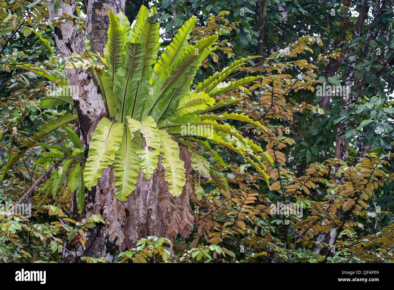 Bird's-nest fern (Asplidium sp.) from Deramakot Forest Reserve, Sabah, Borneo (Malaysia). Stock Photo