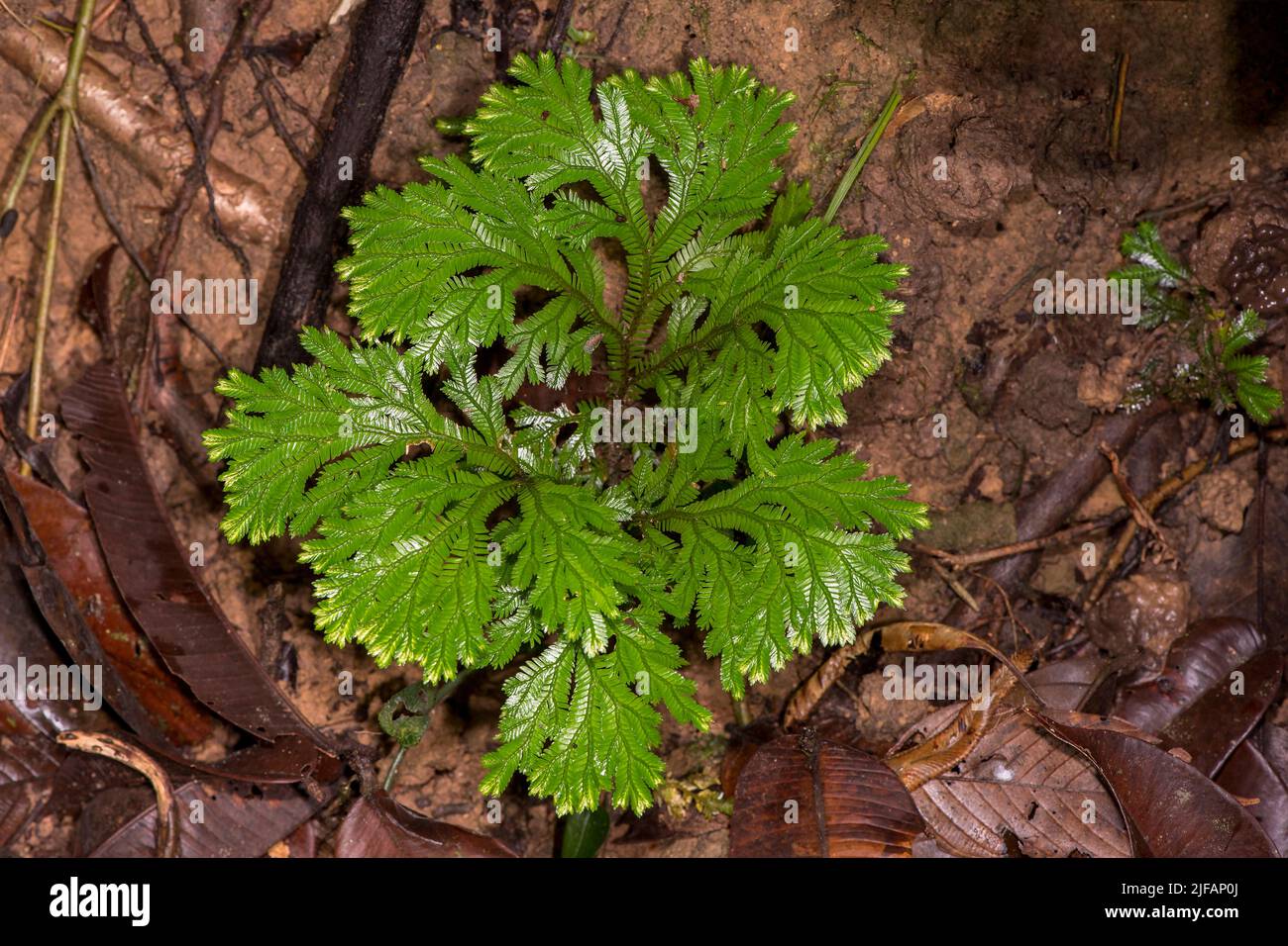 Spikemoss (Selaginella sp.) from the rainforest floor of Deramakot Forest Reserve, Sabah, Borneo (Malaysia). Stock Photo