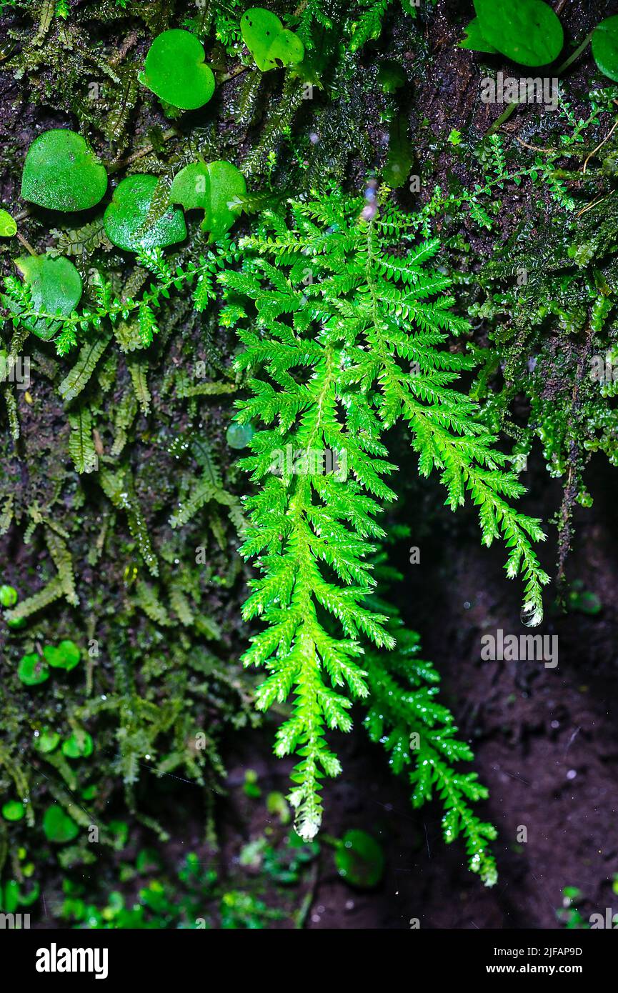 Spikemoss (Selaginella sp.) growing on a tree trunk in the rainforest of Ecuador close to La Selva Junglelodge and Lake Garzacocha. Stock Photo