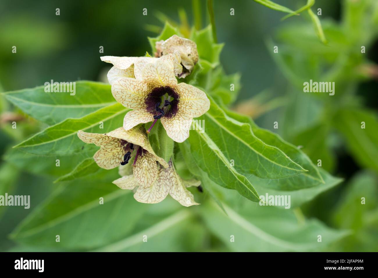 Hyoscyamus niger,  black henbane, stinking nightshade poisinous  flowers closeup selective focus Stock Photo