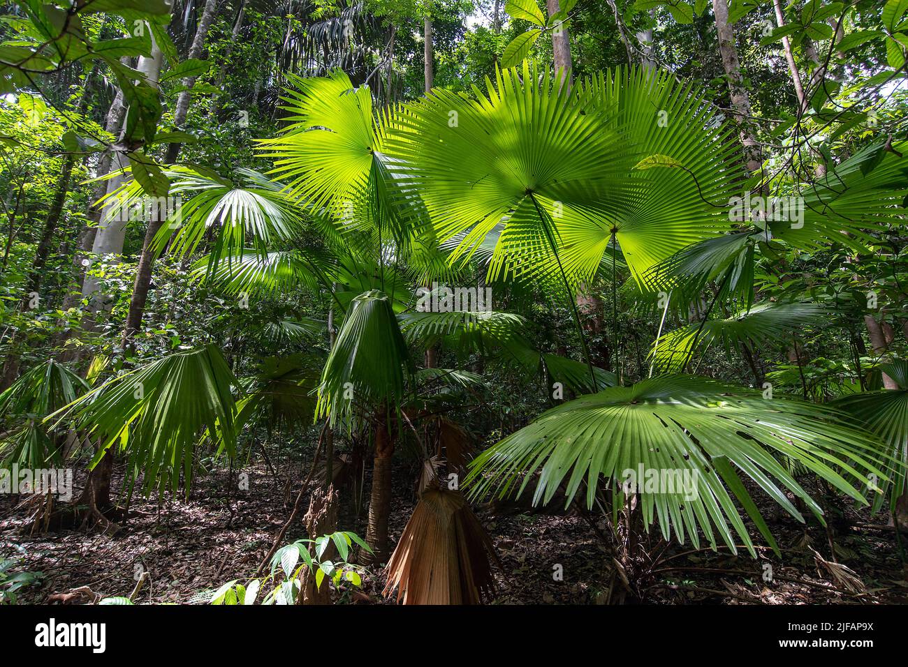Round-leaf fountain palm (Saribus rotundifolius) from Tangkoko National ...