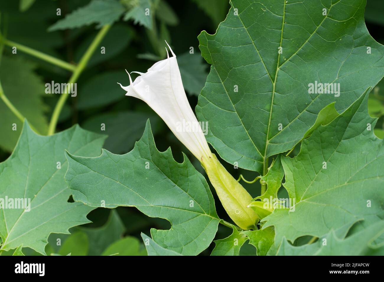 Datura stramonium, thorn apple white poisinous flowers closeup selective focus Stock Photo