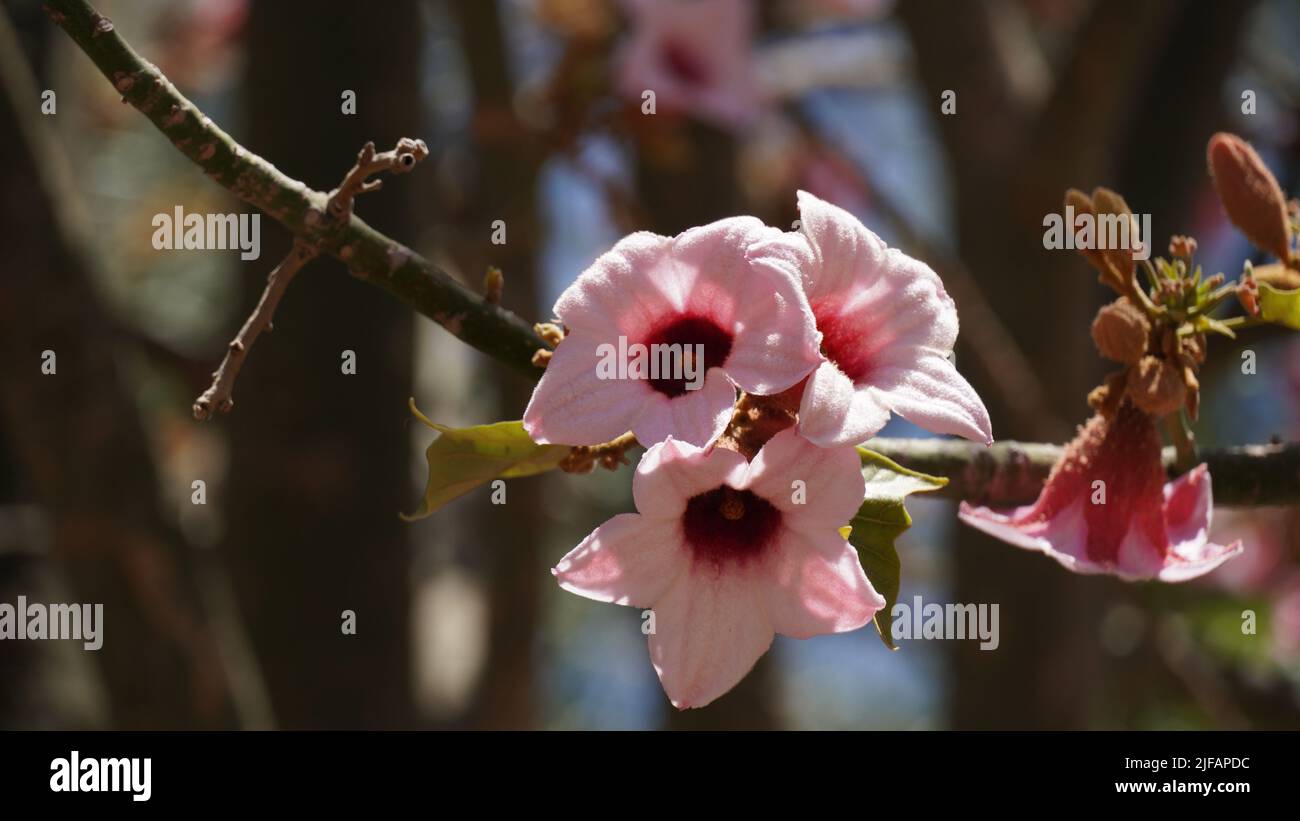 Brachychiton discolor or lacebark tree  pink flowers in a summer season Stock Photo