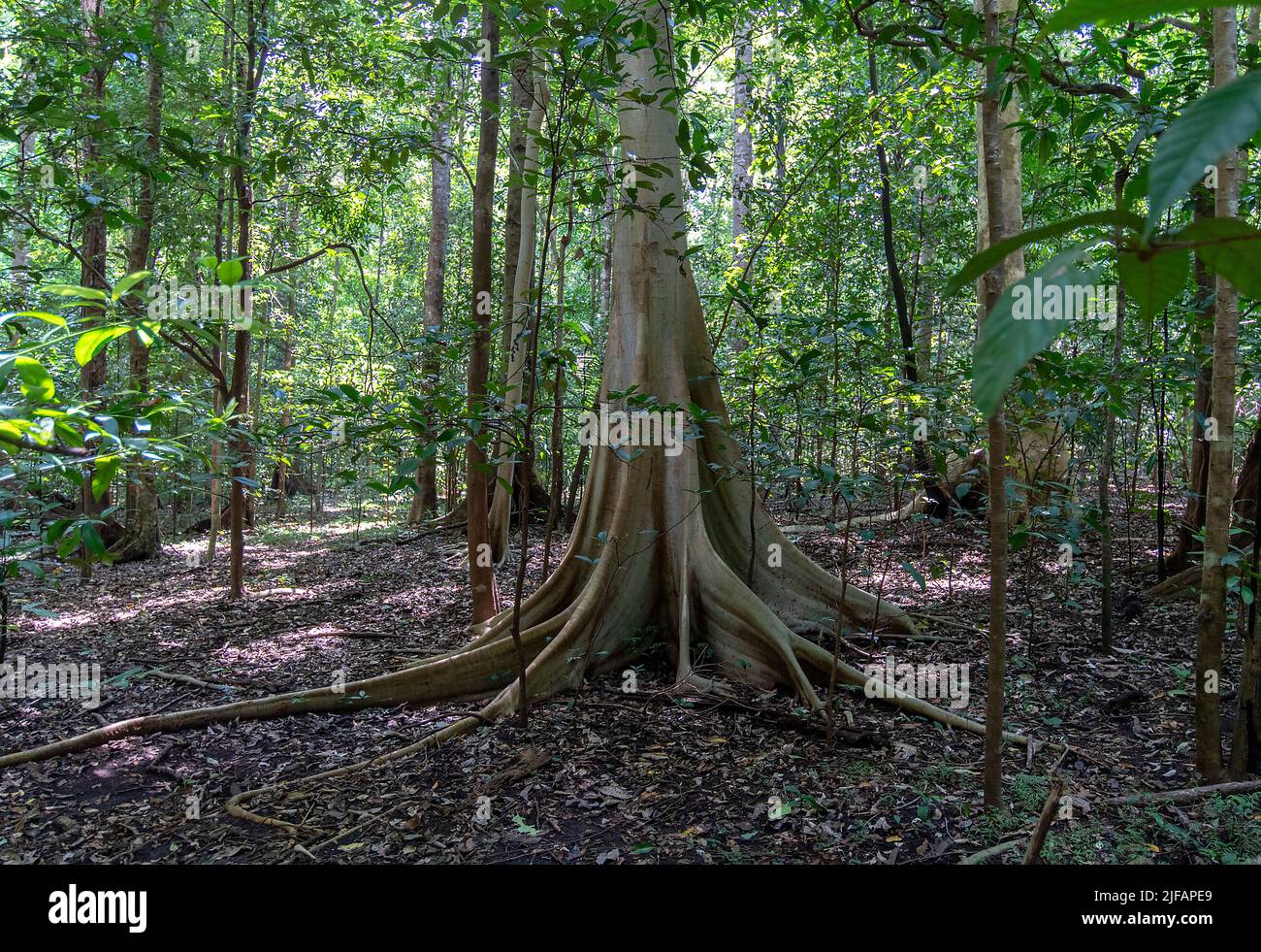 Ficus variegata from Tangkoko National Park, northern Sulawesi, Indonesia. Stock Photo