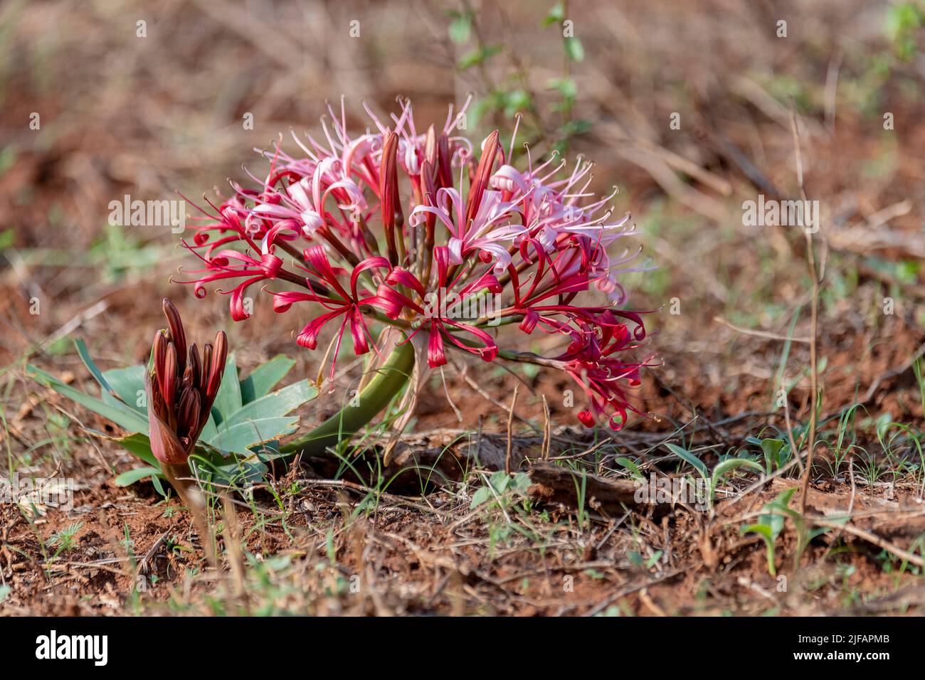 Sore eye flower (Ammocharis coranica) from Zimanga, South Africa. Stock Photo