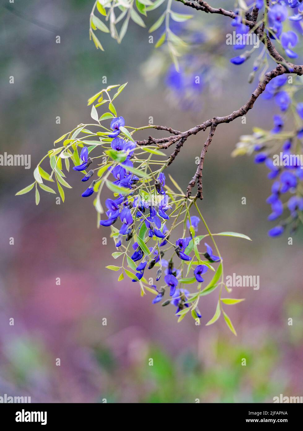 Flowers of Tree Wisteria (Bolusanthus speciosus) from Zimanga, South
