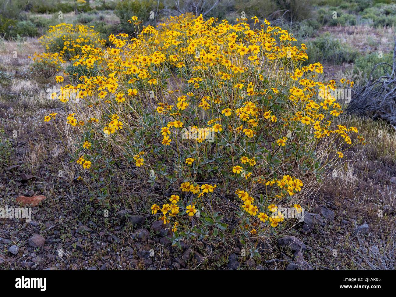 Brittle bush (Encelina farinosa) from Picacho Peak State Park (Arizona