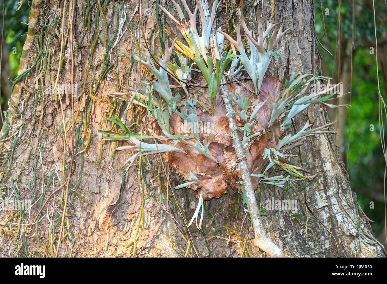 Staghorn fern (Polypodium alcicorne) endemic to Madagascar. Stock Photo