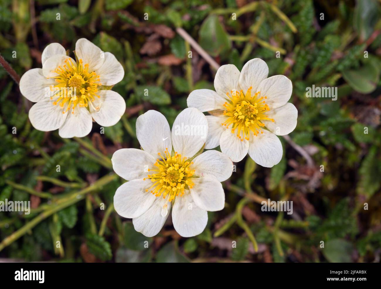 Mountain avens, Dryas octopetala, from Adventdalen close to Lonyerabyen, Spitsbergen, in August 2012. Stock Photo