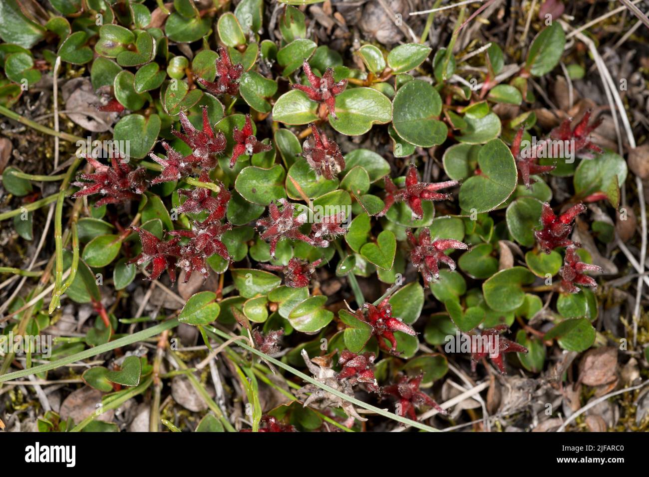 Dwarf Willow (Salix herbacea) from Adventdalen, close to Lonyearbyen, Svalbard in August 2012. Stock Photo