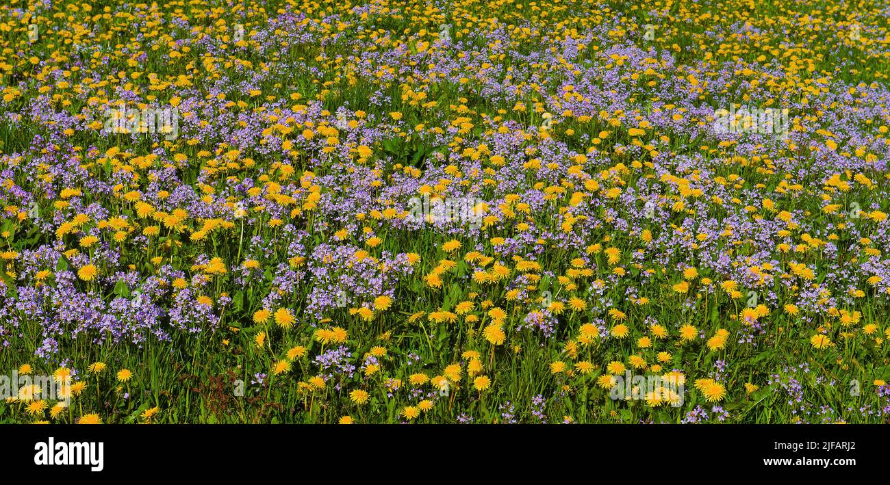 Field of flowers (common dandelions and cuckoo flowers) at Tysvaer, hordaland, Norway, in May 2015. Stock Photo