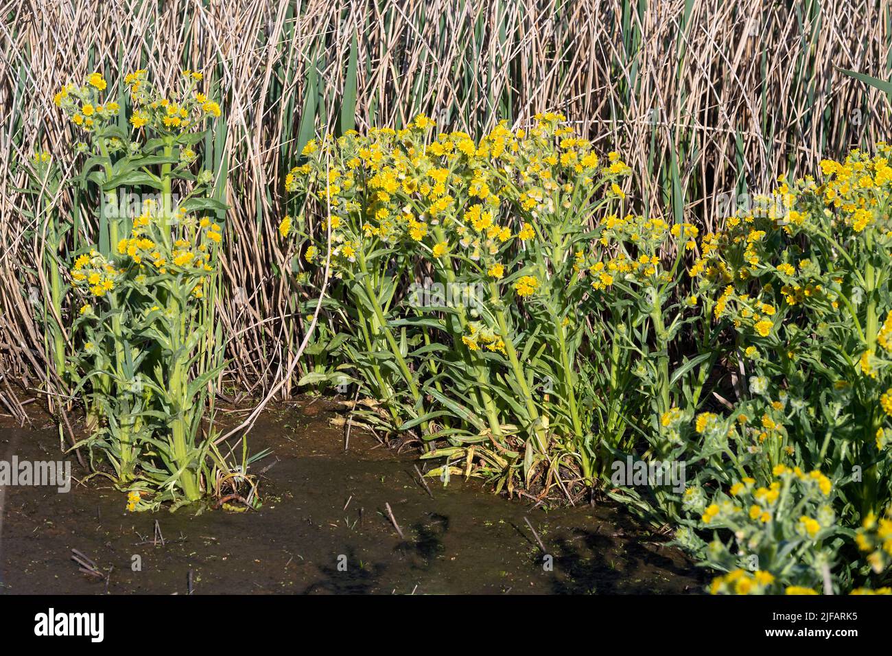 Marsh ragwort (Tephroseris palustris) from Vejlerne, northern Denmark. Stock Photo