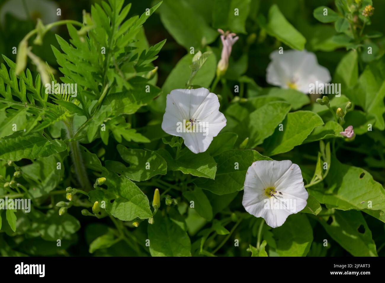 Field bindweed (Convolvulus arvensis),also known as morning glory, European bindweed, or creeping jenny is  broad leaved, perennial plant Stock Photo
