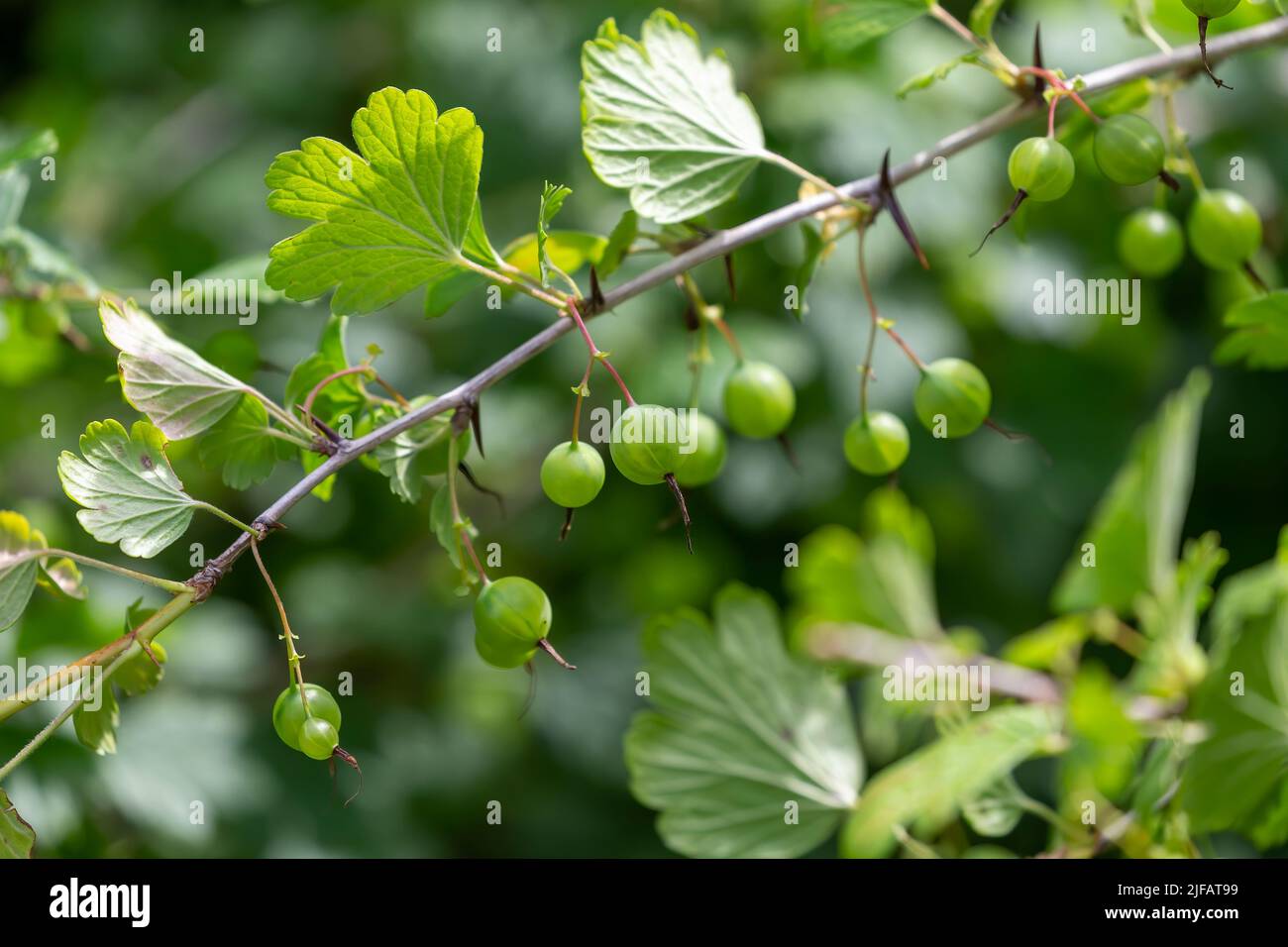 Ribes uva-crispa, Wild Gooseberry known as gooseberry or European gooseberry, is a species of flowering shrub in the currant family, Grossulariaceae. Stock Photo