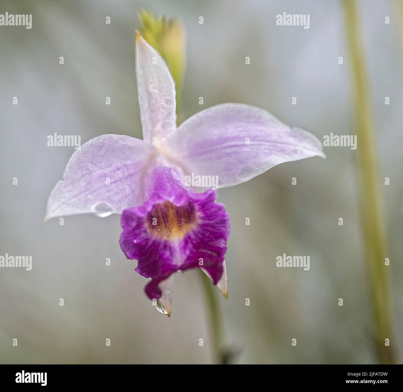 Bamboo orchid (Arundina graminifolia) from Sarawak, Borneo (close to Kubah National Park). Stock Photo