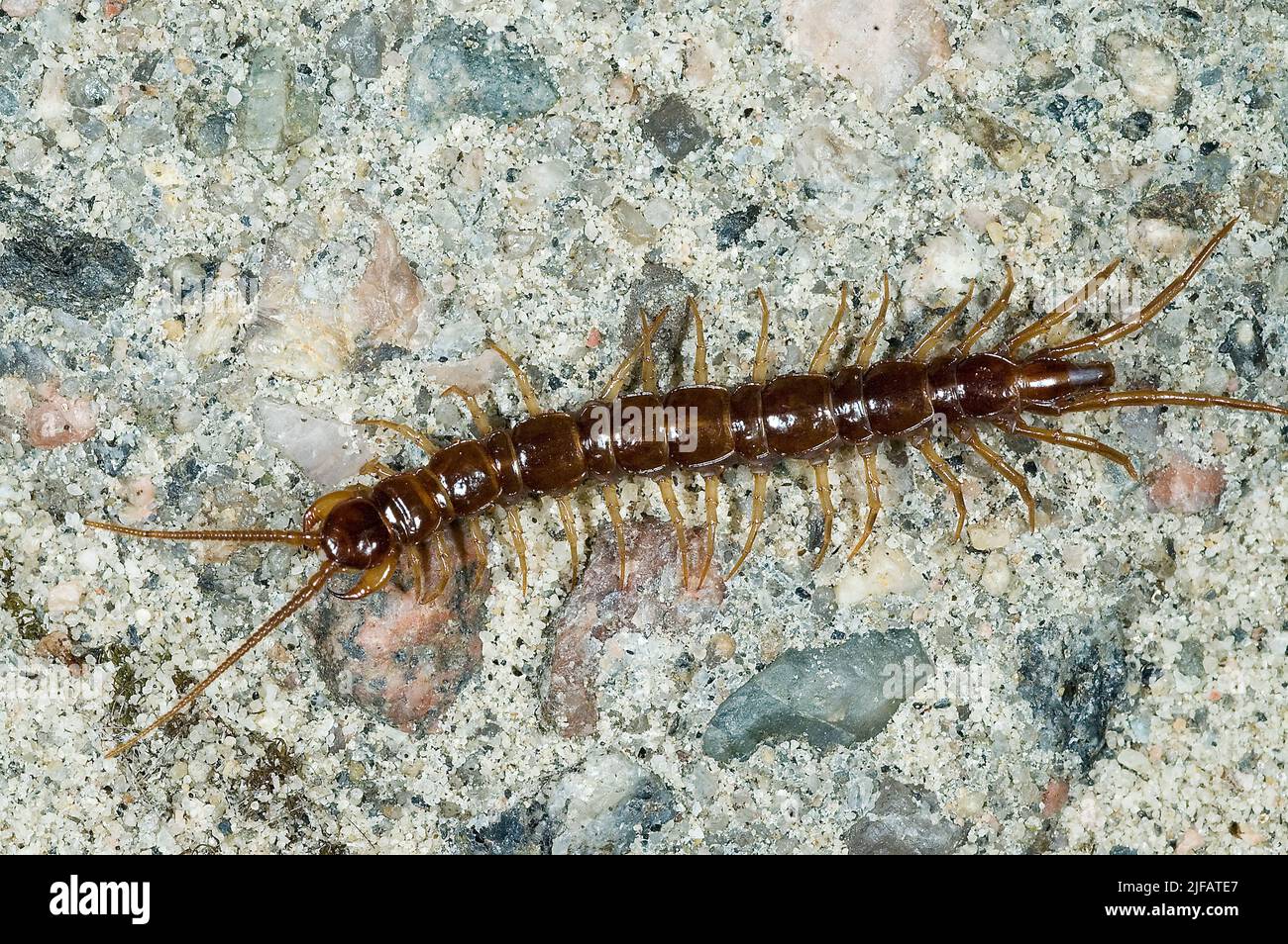 Brown centipede (Lithobius forficatus) from southern Norway. Stock Photo
