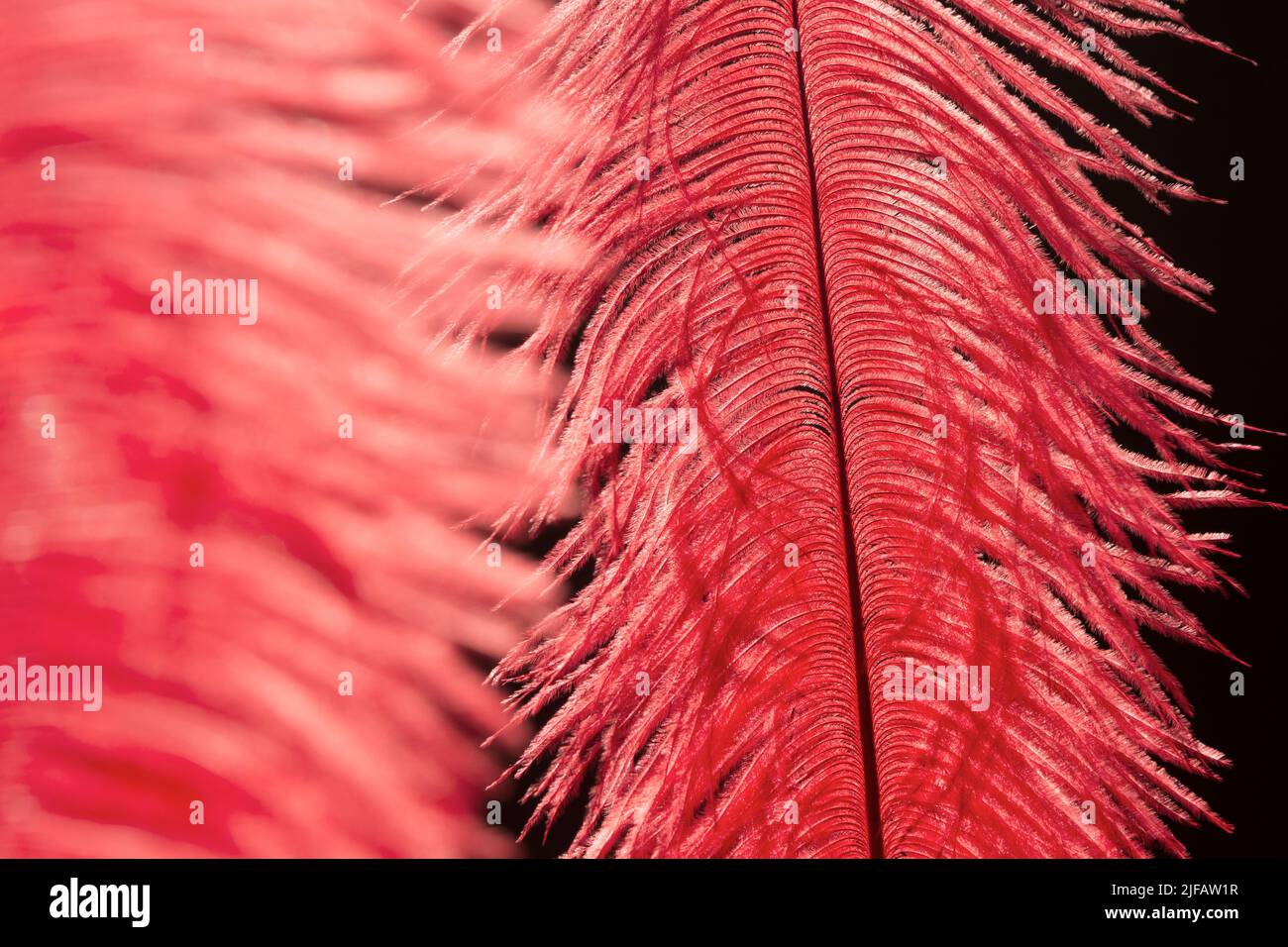 Delicate red ostrich feathers Stock Photo