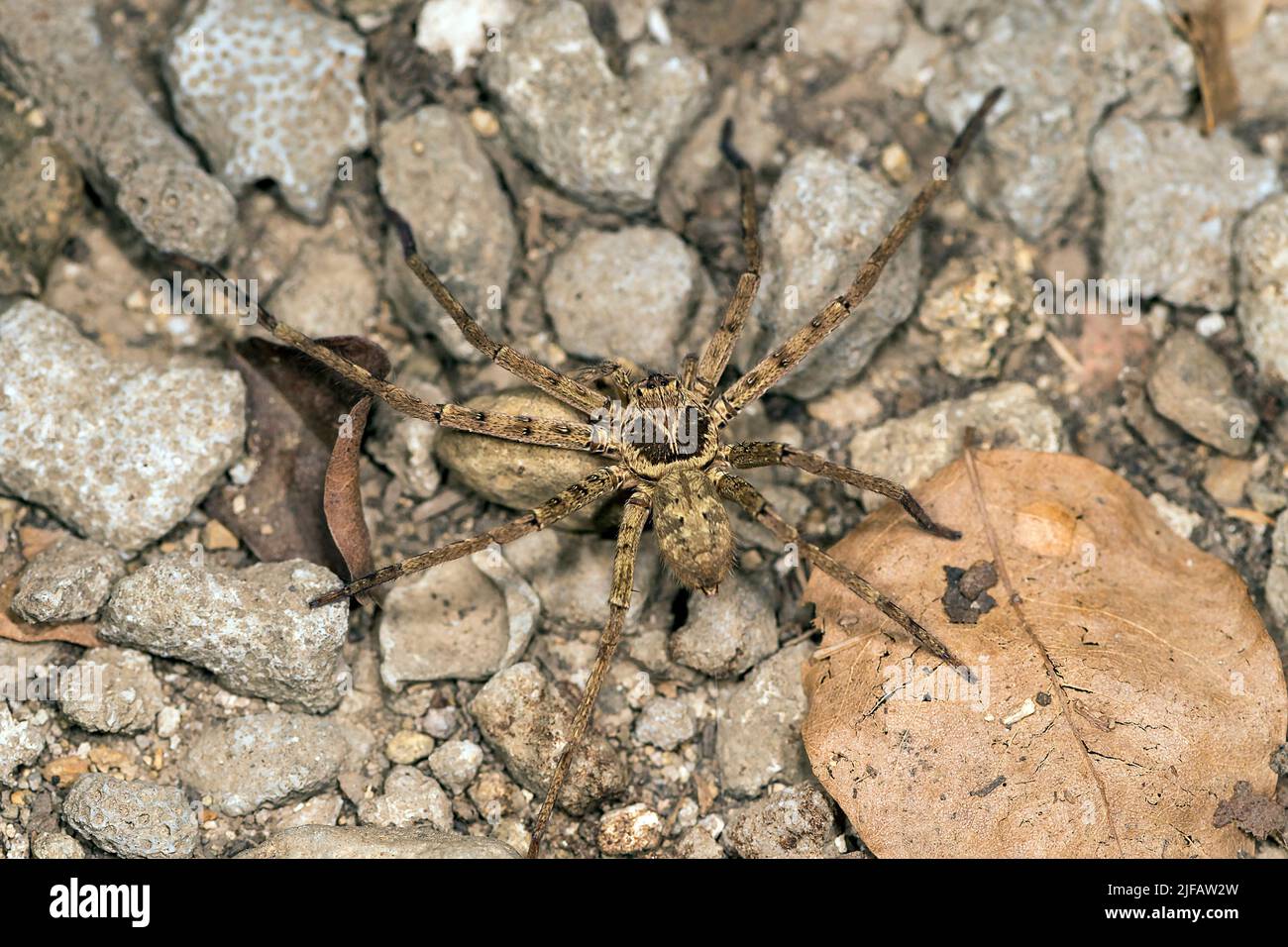 Huntsman spider (Heteropoda sp.?) from Komodo Island, Indonesia Stock Photo