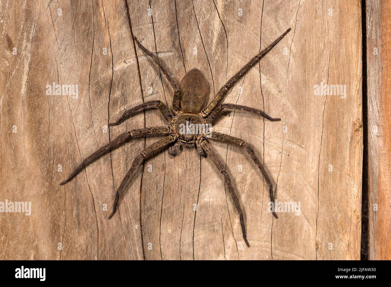 Huntsman spider (Heteropoda sp.?) from Komodo Island, Indonesia Stock Photo