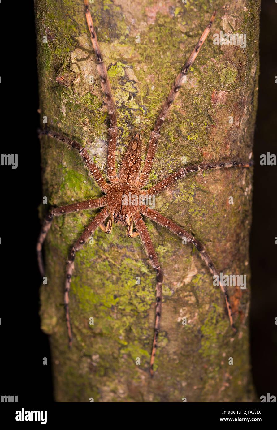 Huntsman spider (Heteropoda sp.?) from Kinabatangan River area, Sabah, Borneo Stock Photo