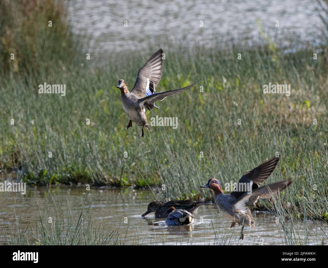 Common teal (Anas crecca) two drakes taking off from the margins on a shallow lake, Gloucestershire, UK, November. Stock Photo
