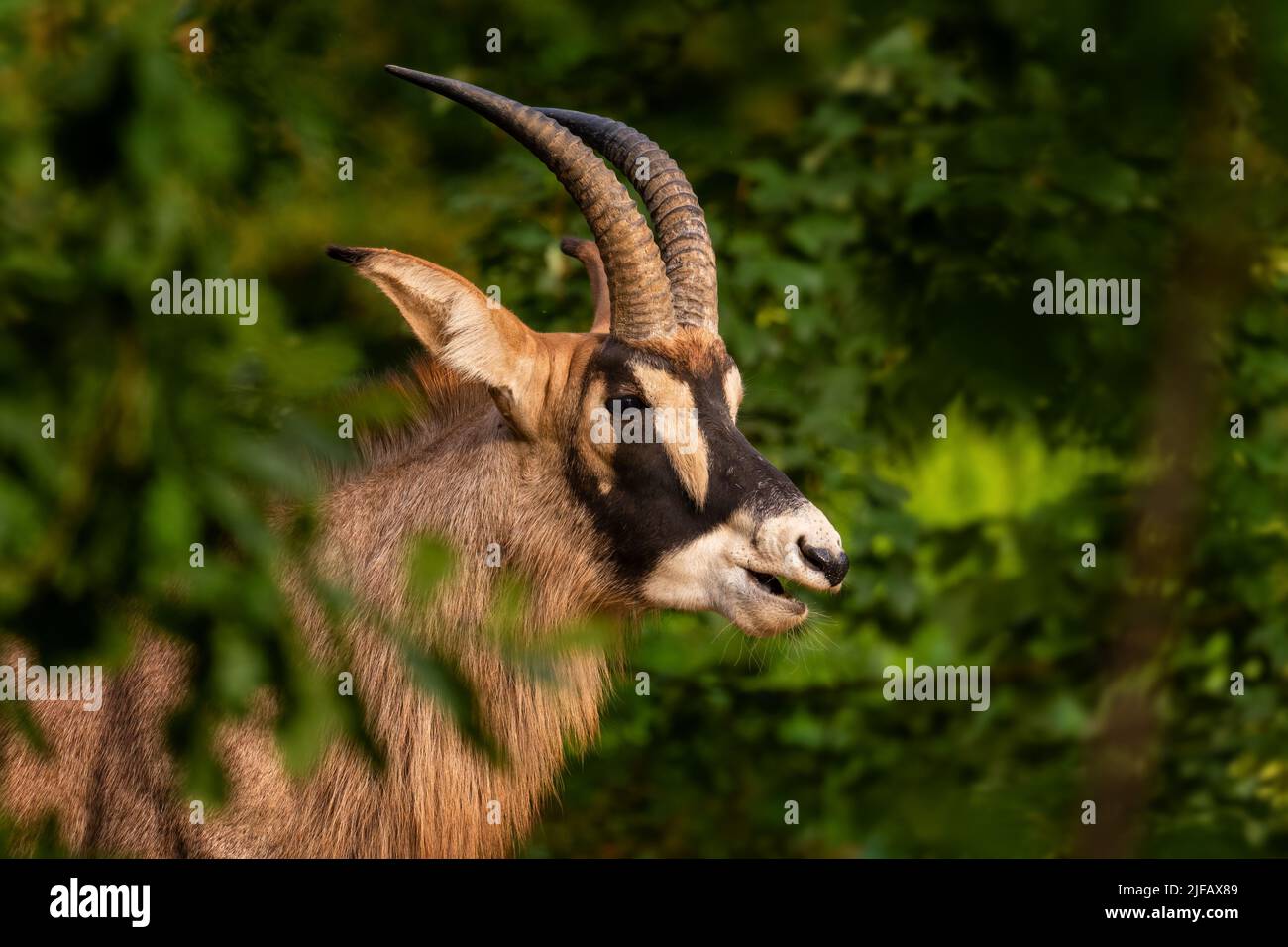 Roan Antelope - Hippotragus equinus, beautiful antelope from African savannahs and grasslands, Namibia. Stock Photo