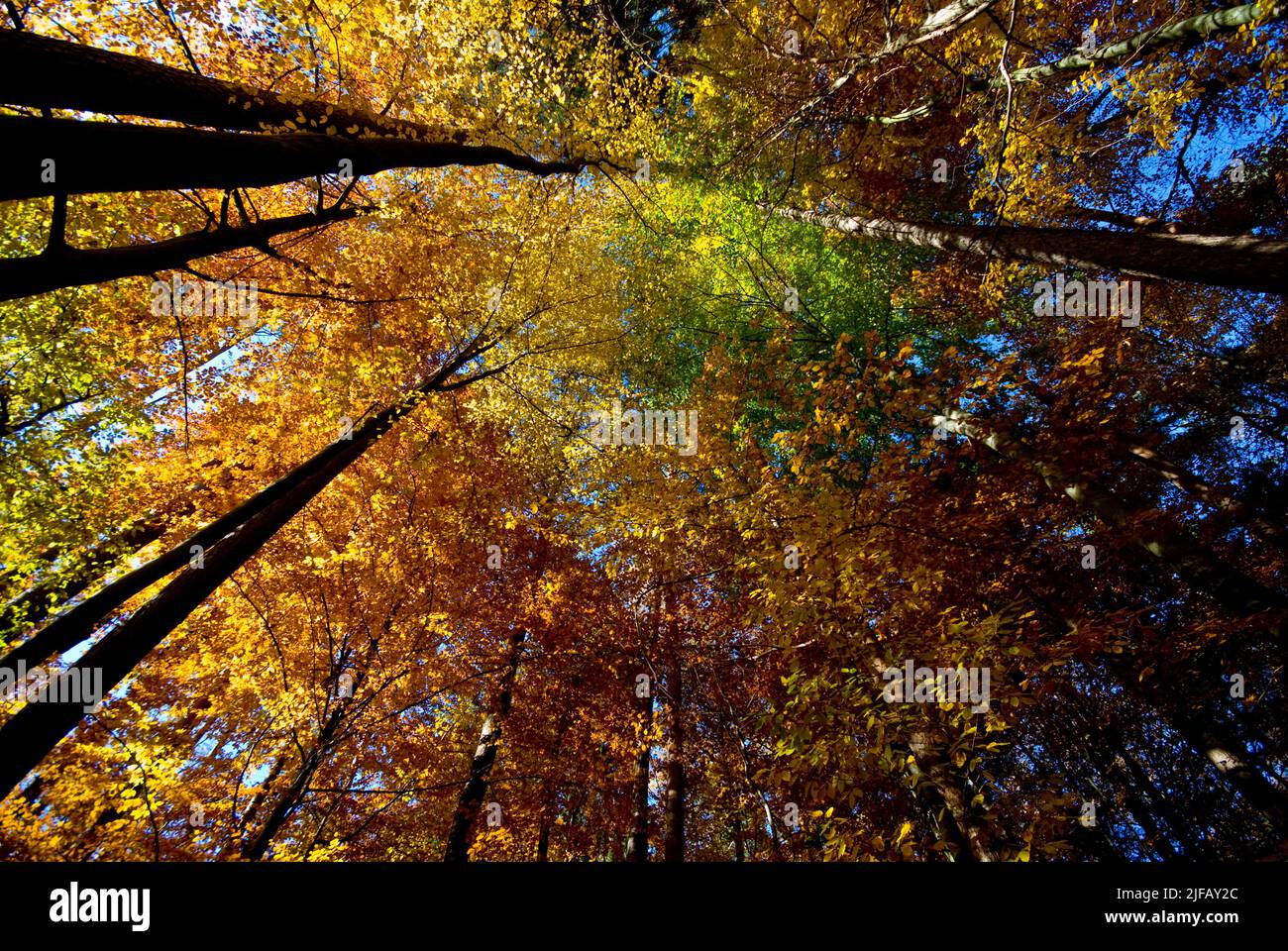 Autumn in a forest in southern Germany. Stock Photo