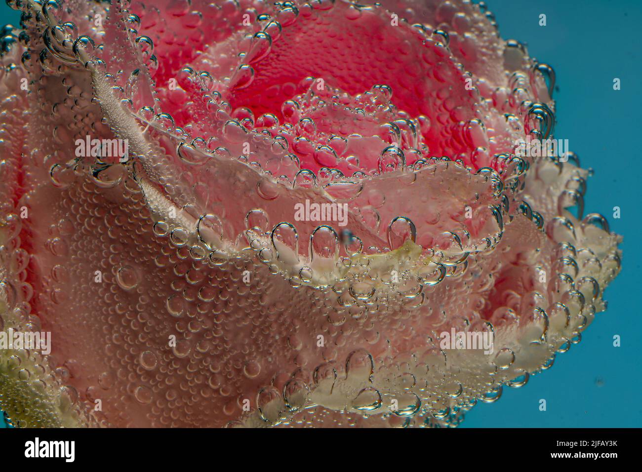 Pink rose underwater with bubbles on the surface petals Stock Photo - Alamy