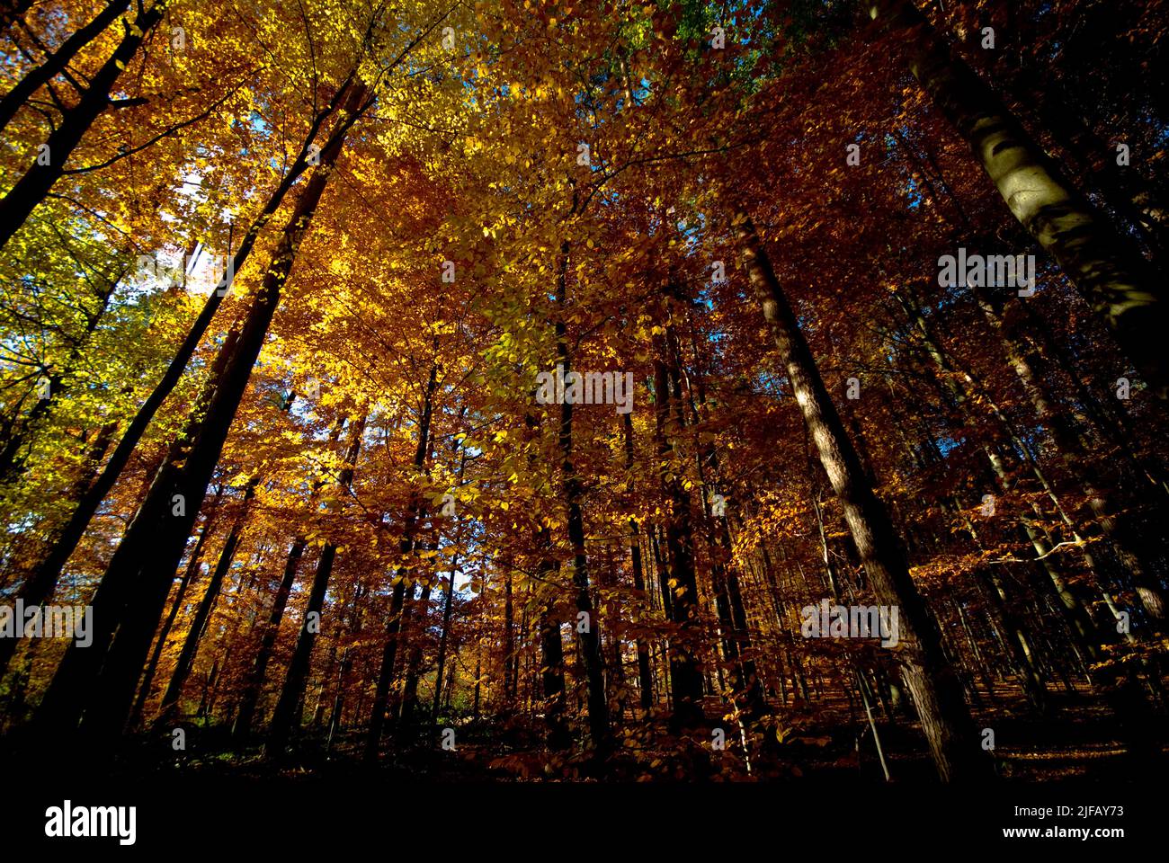 Autumn in a forest in southern Germany. Stock Photo