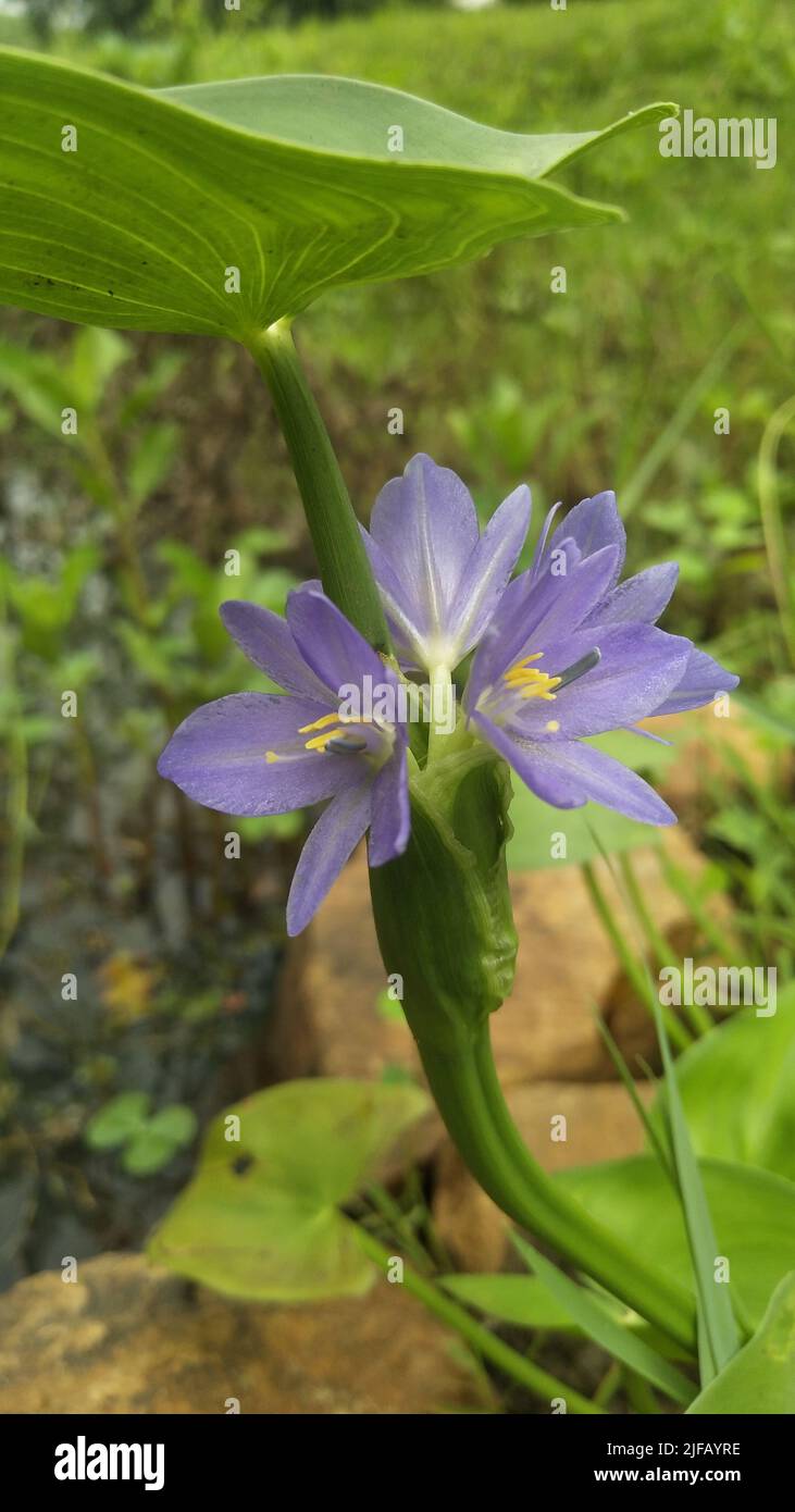 Eichhornia, commonly called water hyacinth, is a genus of aquatic flowering plants the family Pontederiaceae Stock Photo