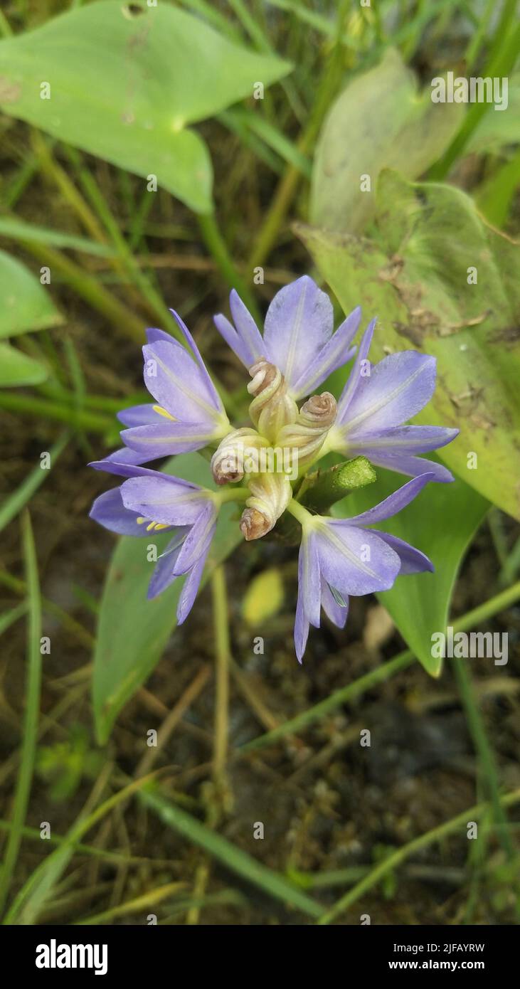 Eichhornia, commonly called water hyacinth, is a genus of aquatic flowering plants the family Pontederiaceae Stock Photo