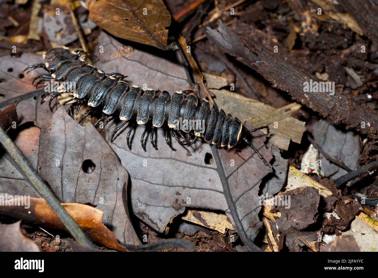 Tractor millipede (Barydesmus sp.?) from the rainforest of La Selva, Ecuador Stock Photo