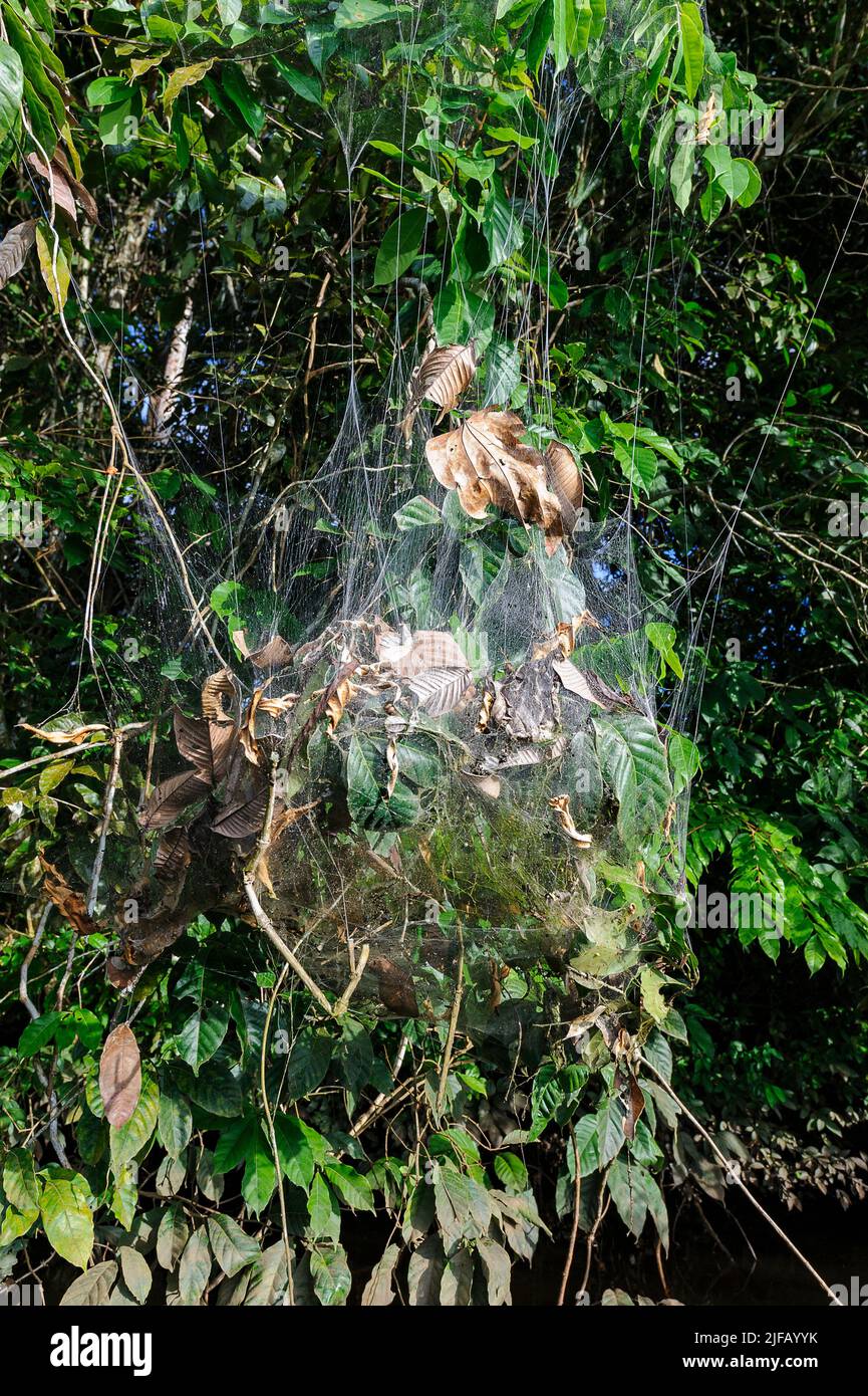 Huge web of the social spider (Anelosimus eximius) in trees along the banks of Lake Garzacocha, Ecuador. Stock Photo