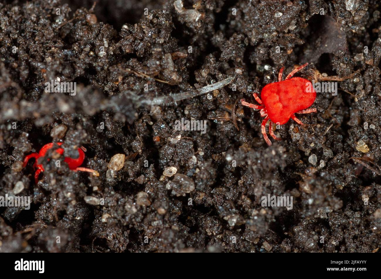 Red mite (Trombidium sp., probably T. holosericeum) crawling in soli i south-western Norway. Stock Photo
