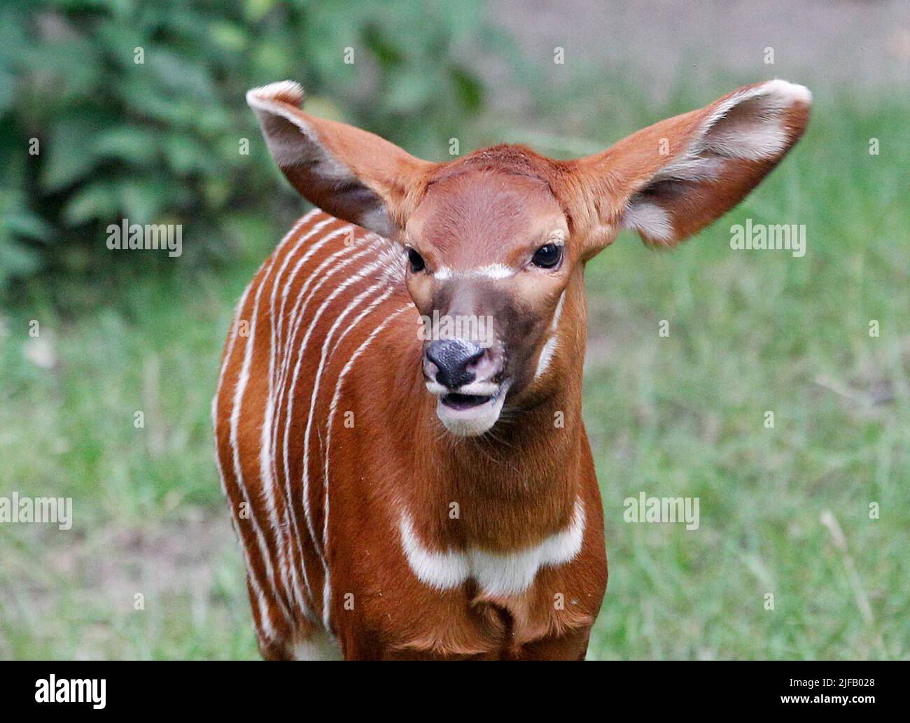 29 June 2022, North RhineWestphalia, Duisburg The first baby bongo
