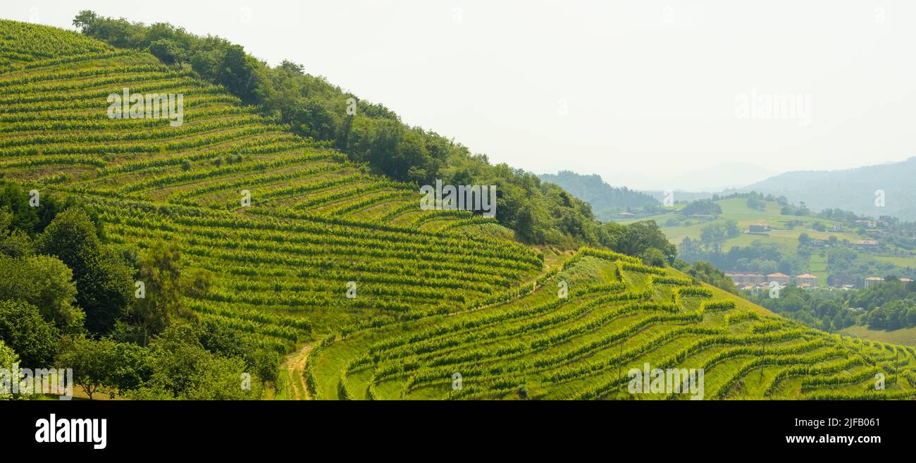 Rows of vineyards in Zarautz, Euskadi Stock Photo