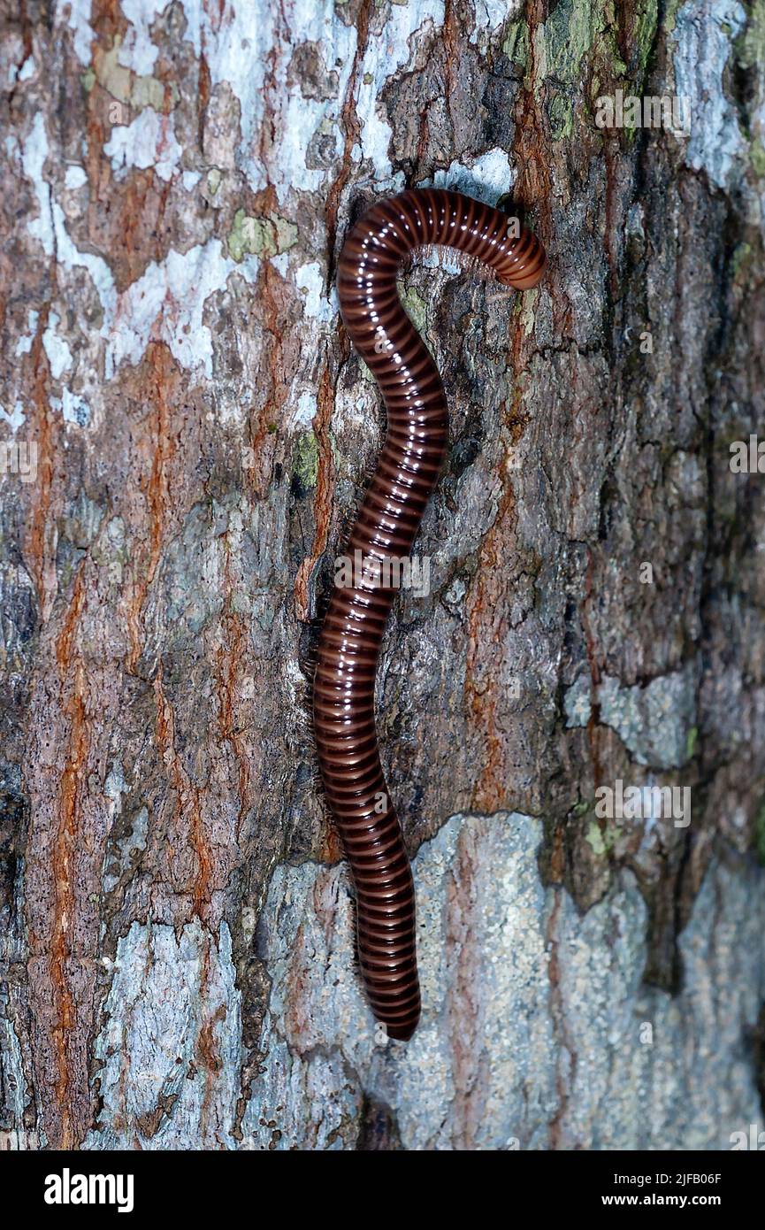 Unidentified millepede from the rainforest of Ecuador close to La Selva Lodge and Lake Garzacocha. Stock Photo